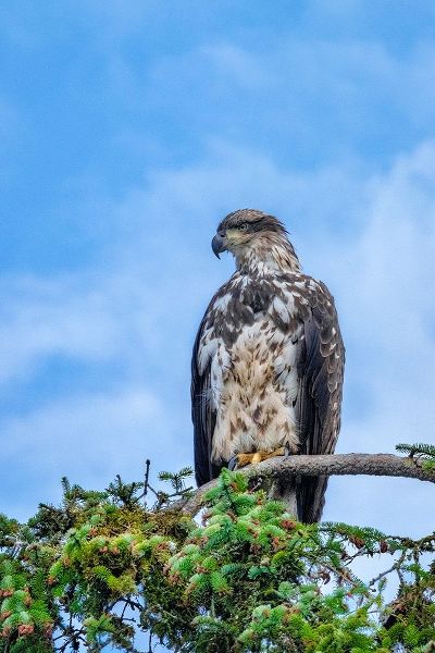 Bald Eagle-Alaska-USA